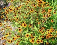 rudbeckia triloba prairie glow.jpg